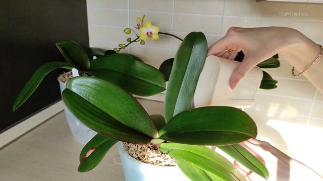 ПЕРВЫЙ ПОЛИВ ОРХИДЕИ ПОСЛЕ ПЕРЕСАДКИ Sweet girl ORCHID phalaenopsis смотреть онлайн