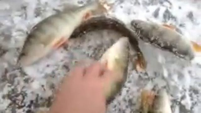 крупный окунь первый лёд смотреть онлайн