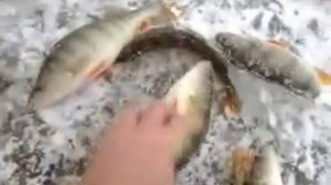 крупный окунь первый лёд