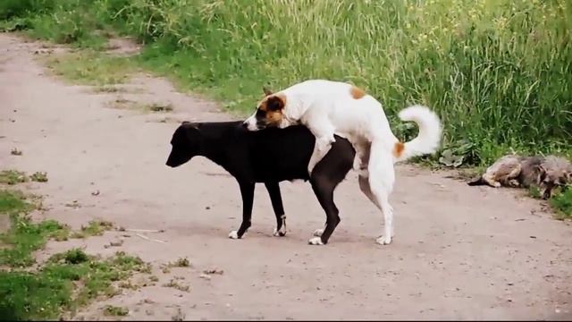 ШАРИК ВХОДИТ И ВЫХОДИТ смотреть онлайн