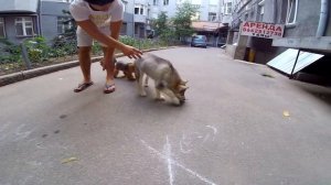 ПЕРВОЕ ЗНАКОМСТВО СОБАК | ЙОРК И ЩЕНОК МАЛАМУТ