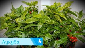 Неприхотливые комнатные цветы, растущие в тени