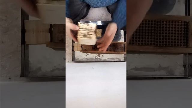 Ловушка для пчел листорезов смотреть онлайн