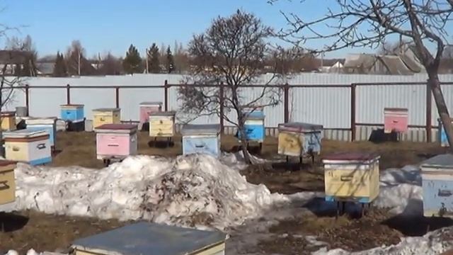 Выставка пчёл при +4 2021 год смотреть онлайн