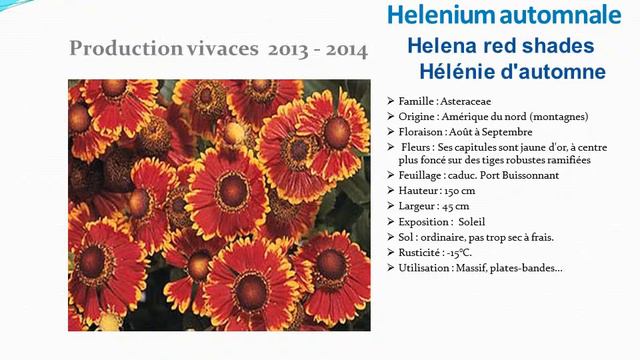 Helenium automnale Helena red shades Hélénie d'automne: plante vivace смотреть онлайн
