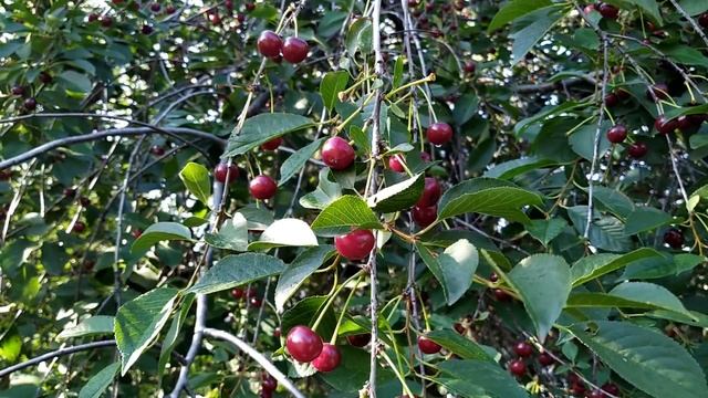 4 августа-День Марии Магдалины.Мария ягодница.Что нельзя делать.Народные приметы смотреть онлайн