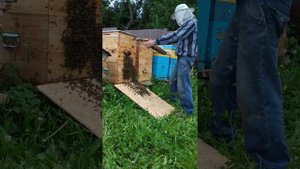 Заселение пчелиного роя обратно от куда и вышел