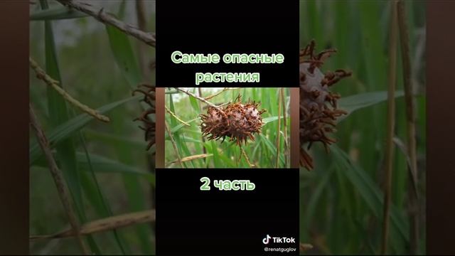 Самые опасные растения! смотреть онлайн