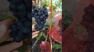 Кишмиш Чёрный Изумруд. 13.08.2019. Воронежская область.