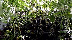 Отличная рассада (петуньи, помидоры, настурция,цинии)/01 мая 2020 г./