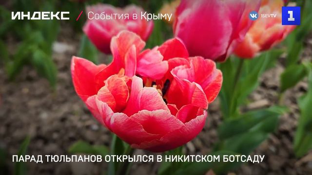 Парад тюльпанов открылся в Никитском ботсаду