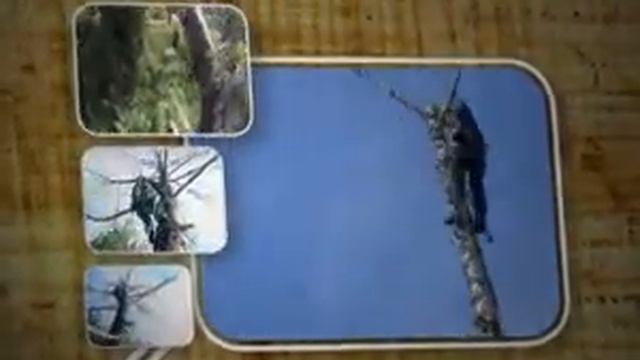 Как спилить дерево в Минской области? смотреть онлайн