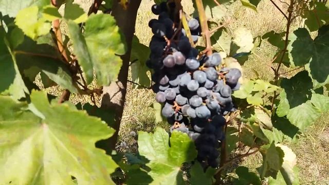 ВИНОГРАД БАЛАБАНОВСКИЙ – ТЕХНИЧЕСКИЙ СОРТ.Топ сортов винограда. Мини Виноградник Sokolman-YouTube смотреть онлайн