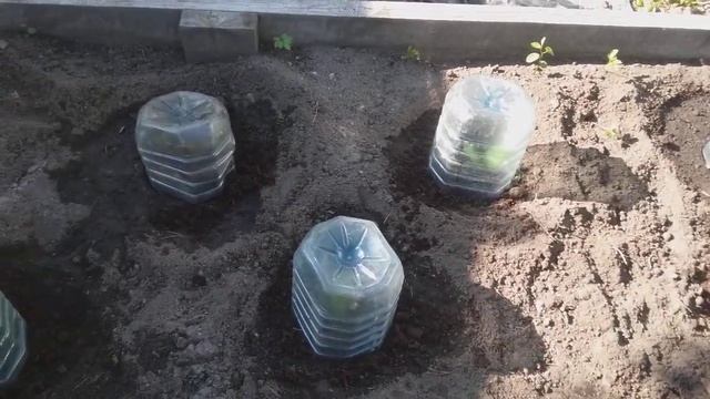 Как правильно посадить тыкву . Все секреты . Лучшие сорта .