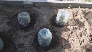 Как правильно посадить тыкву . Все секреты . Лучшие сорта .