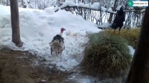 Як тамошо кунед  Чанги Хуруз бо Индук Петух против Индюк