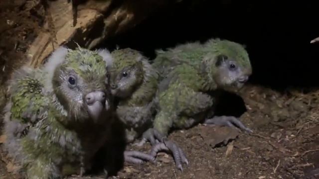Kakapo chicks day by day