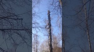 Дятел клювом тук-тук-тук
