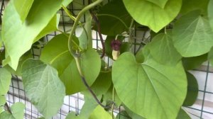 Кирказон- замечательный декоратор.