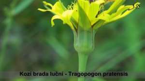 Kozí brada luční  - Tragopogon pratensis (dodatek k herbáři)