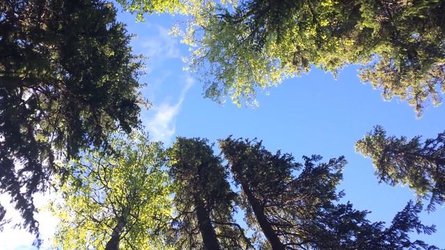 Поют птицы, потрескивает костер и плывут облака в вышине смотреть онлайн