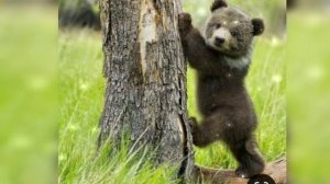 Усачев А. Мишка косолапый Стихи