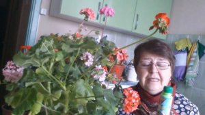 Подкормки для моей герани
