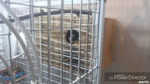Попугаи неразлучники. Осмотр гнезд. Овоскопирование яиц.