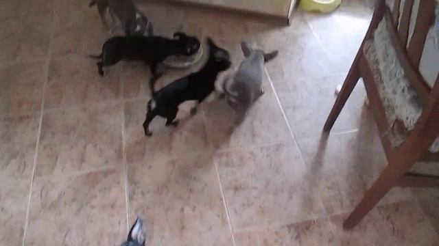 о "вреде" ранней кастрации смотреть онлайн