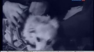 Первые собаки в космосе