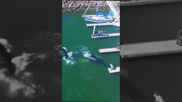 Косатка – это рыба или млекопитающее . Is a killer whale a fish or a mammal смотреть онлайн