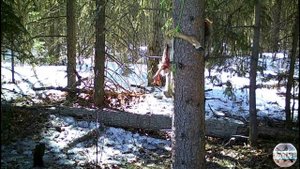 Куница, лиса и волк пытаются покушать нахаляву на приваде. Фотоловушка в лесу