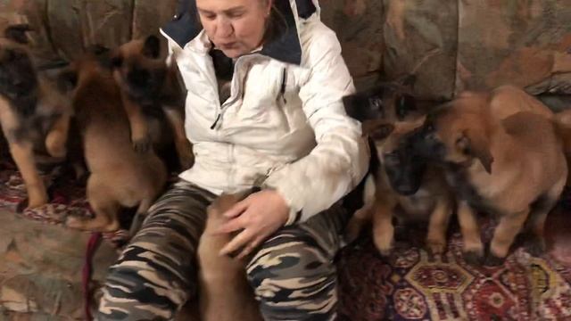 #Бельгийскаяовчарка#Малинуа#Щенки 2 месяца. 17 декабря 2019 г.