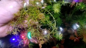 Аквариумное растение Rotala mexicana goias. Обзор Ротала гояс.