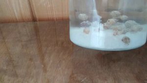 Инструкция из Здоровеево по применению индийского морского риса.