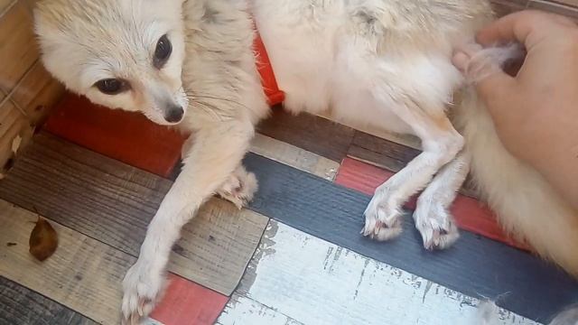 "Меняем" шкурку (лиса фенек Дися) смотреть онлайн