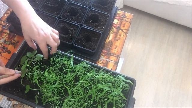 Выращивание ипомеи из семян. Пикировка ипомеи.