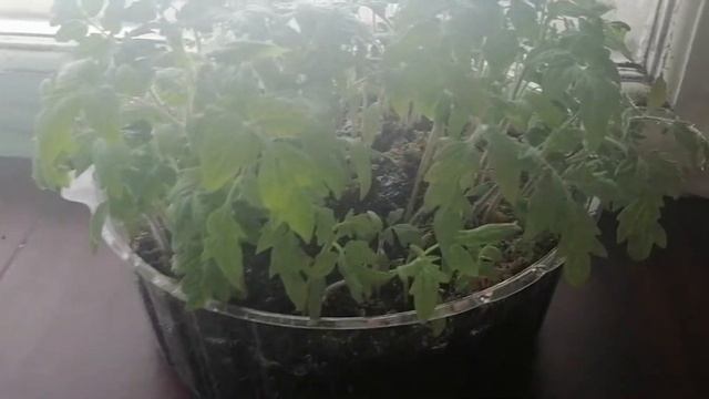 Лук,укроп и петрушка/Зелень на окошке смотреть онлайн