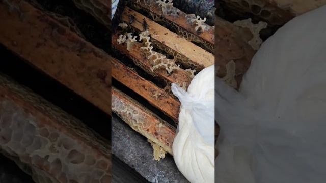 Подкормка пчел канди поздний августовский отводок пчел смотреть онлайн