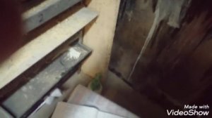 Перепела Техас 21 день Сколько весят