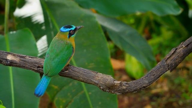 Случайность или замысел? Почему птичьи перья не тускнеют? смотреть онлайн