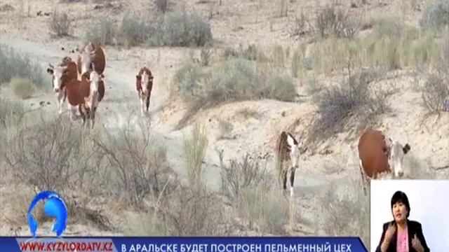 В АРАЛЬКЕ БУДЕТ ПОСТРОЕН ПЕЛЬМЕННЫЙ ЦЕХ смотреть онлайн