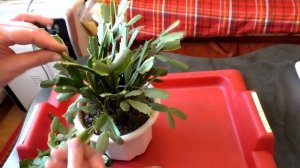 Формирование кроны и обрезка зигокактуса. Декабрист цветок уход и размножение