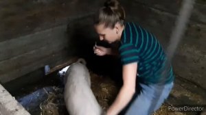 РОЖА у свиньи! Симптомы!Чем и как лечить!