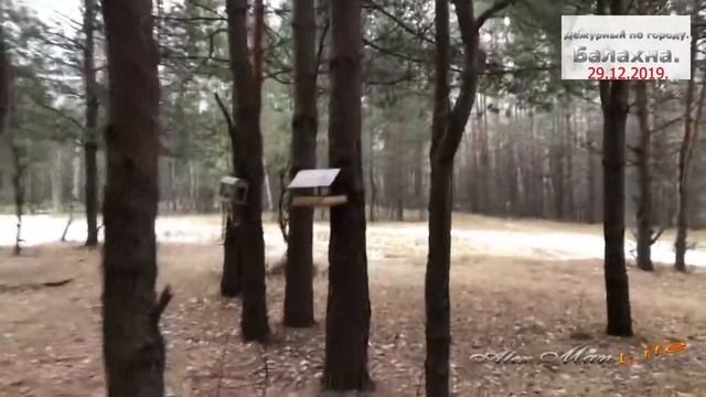 Кормление птиц в зимнее время. Лесная опушка. Балахна. 29.12.2019. смотреть онлайн