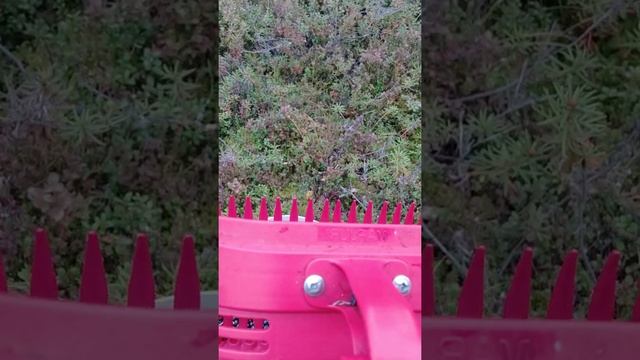 Сбор черники(2) смотреть онлайн