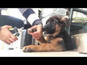 Как научить спокойно стричь когти?Кинолог Севостьянова Наталья!mir_glazami_sobak