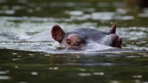 Самые Опасные Домашние Животные в Мире