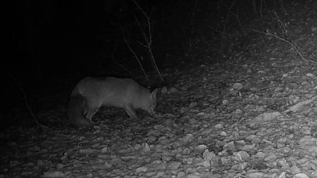 Кадры животных с фотоловушки в лесу смотреть онлайн