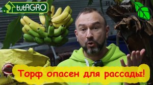 ТОРФ ОПАСЕН ДЛЯ РАССАДЫ! Как правильно подготовить торф для посева семян и высадки рассады.